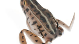 Yoshikawa Bass Fishing Frog Lure Hollow Body Topwater Soft Plastic Bait 16g Twin Hooks 6/0 Walk the Dog